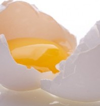 eggprotein