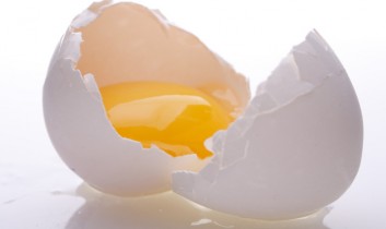 eggprotein